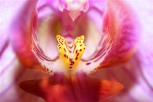 macro-orchid-internal_high